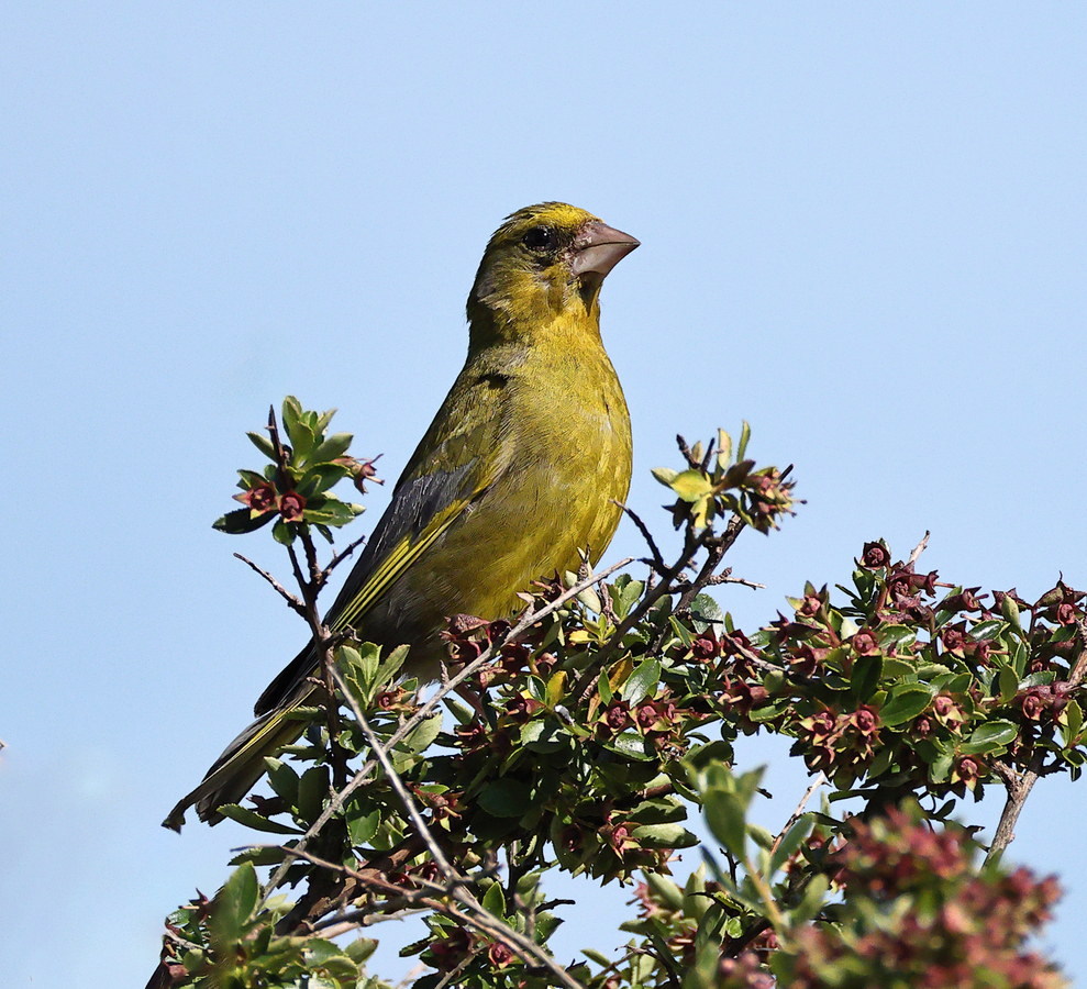 Greenfinch - Peter Bagnall - Highly Commended